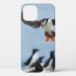 EIN ATLANTISCHES PUFFIN, DAS MIT SEINEM WAND IN LA Case-Mate iPhone HÜLLE