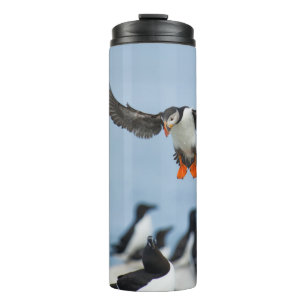 EIN ATLANTISCHES PUFFIN, DAS MIT SEINEM WAND IN LA THERMOSBECHER