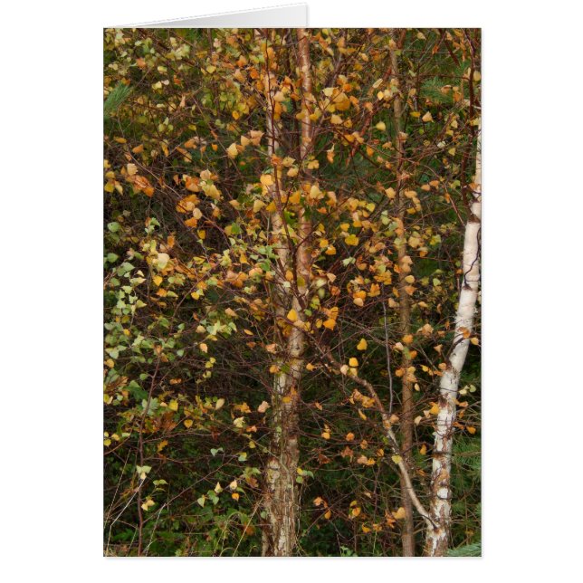 Ein Aufstand der Farbe (Vorne)