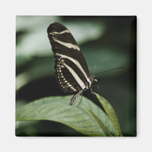 Ein ausgeglichenes Mehlmagnet Magnet