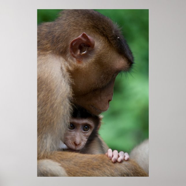 Ein Baby Macaque und es ist Mutter Poster (Vorne)