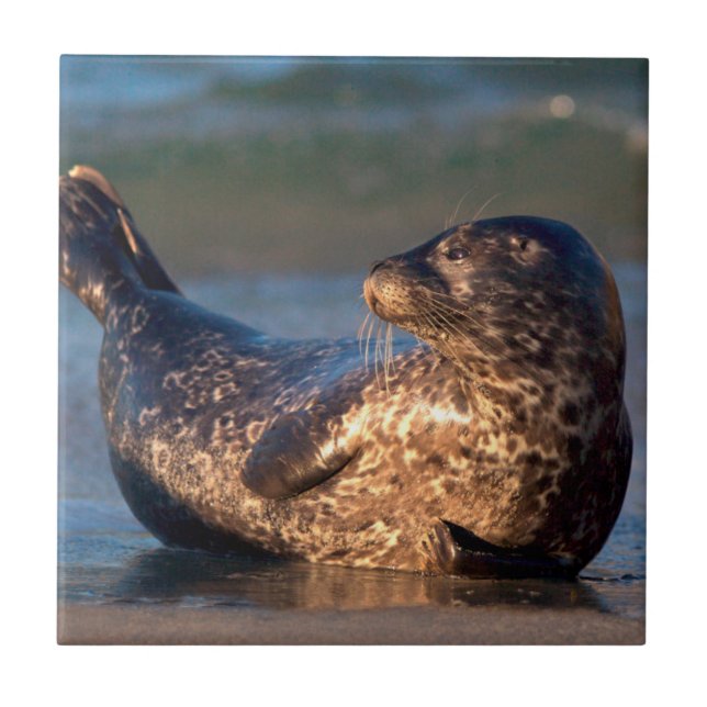 Ein Baby-Siegel, das es hebt, ist Schwanz Fliese (Vorderseite)