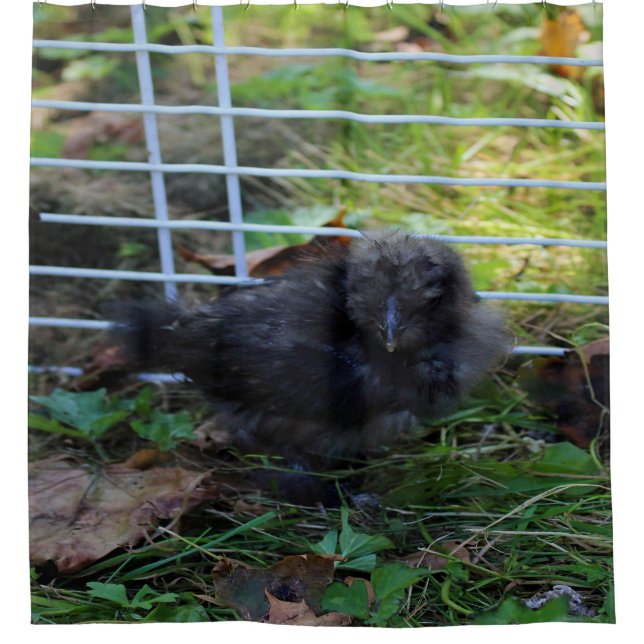 Ein Baby Silkie Duschvorhang (Vorderseite)