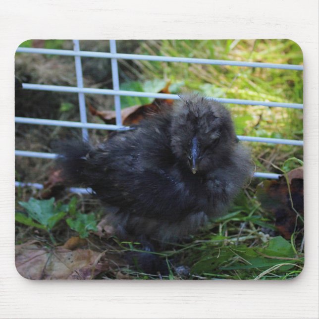 Ein Baby Silkie Mousepad (Vorne)