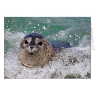 Ein Babyrobbe surft