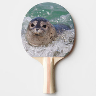 Ein Babyrobbe surft Tischtennis Schläger