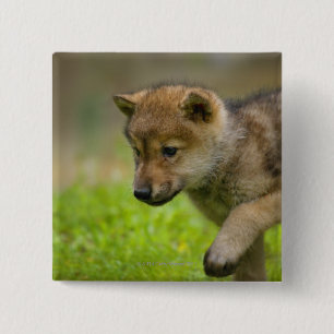 Ein Babywolf Button