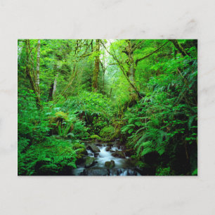 Ein Bach in einem Urwald Postkarte