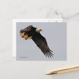 Ein Bald-Adler geht zum Himmel Postkarte