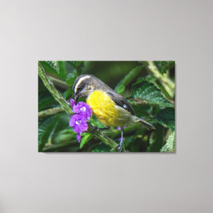 Ein Bananaquit genießt den Nektar von violetten Bl Leinwanddruck