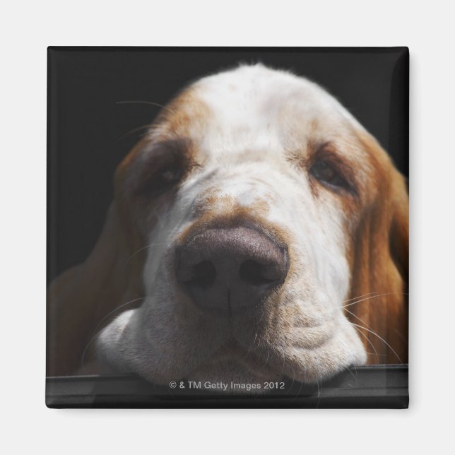 Ein Basset Hound ruht sich den Kopf Magnet (Vorne)