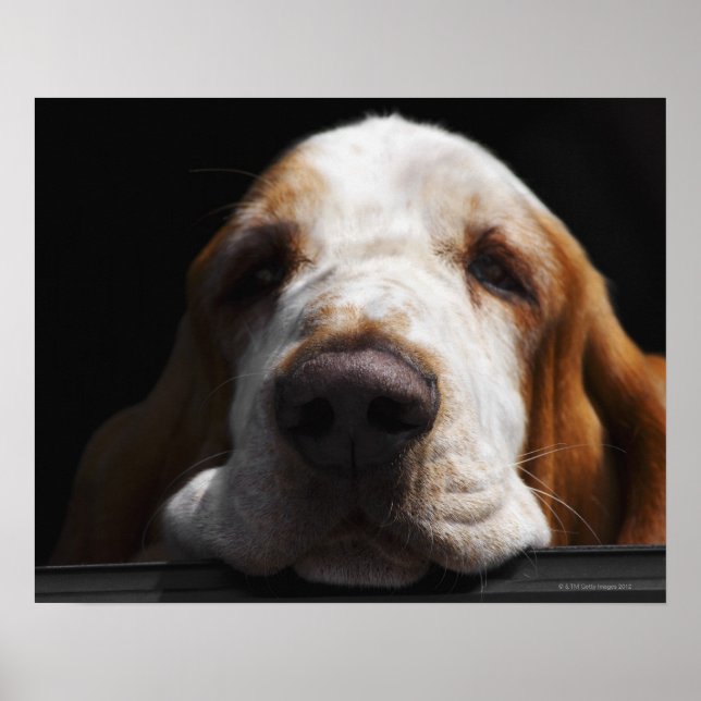 Ein Basset Hound ruht sich den Kopf Poster (Vorne)
