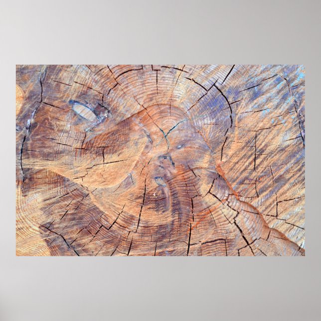 Ein Baum im Schnitt. Holz im Wald. Textur Poster (Vorne)