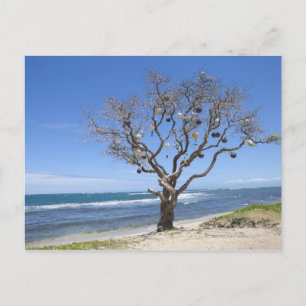 Ein Baum mit alten Bojen am Strand in Postkarte