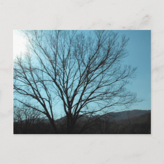 Ein Baum Postkarte (Vorderseite)