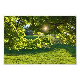 Ein Baumtraum Fotodruck