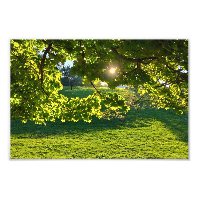 Ein Baumtraum Fotodruck (Vorne)