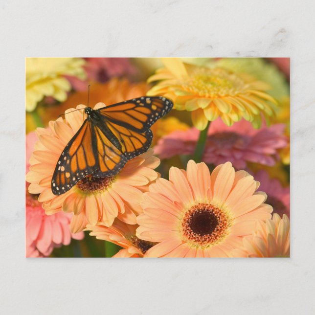 Ein beklagender Schmetterling Postkarte (Vorderseite)