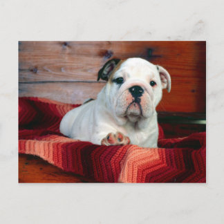 Ein bequemes Fach, Bulldoggen-Welpe Postkarte