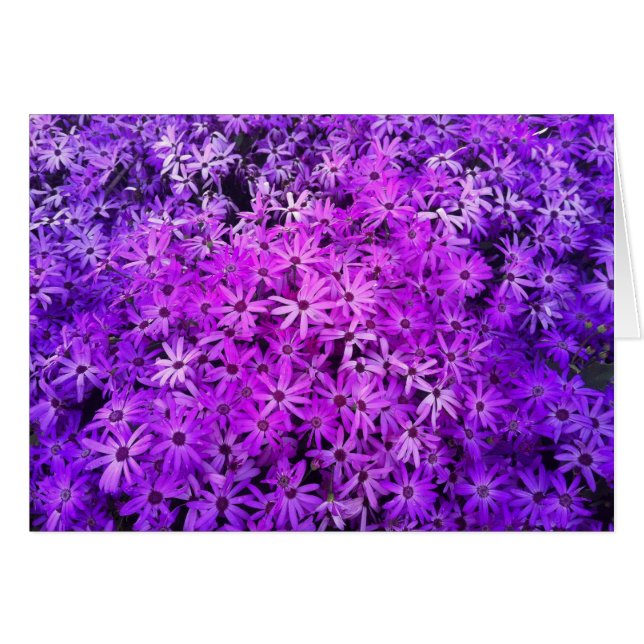 Ein Bereich Lila und rosafarbener Milchsorten (Vorderseite (Horizontal))