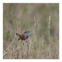 Ein Bild des Spiegelgorgebleues