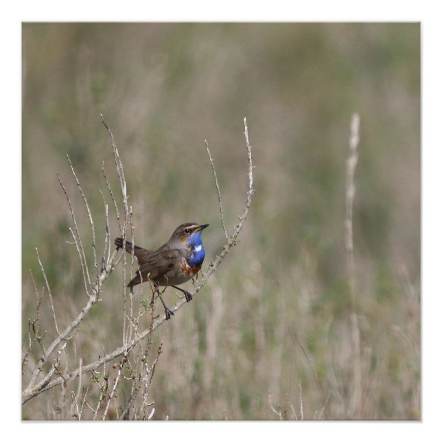 Ein Bild des Spiegelgorgebleues Poster (Vorderseite)