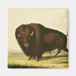 Ein Bison, c.1832 Magnet