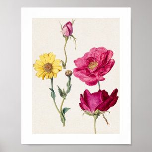 Ein Blatt mit Studien zu französischen Rosen und e Poster