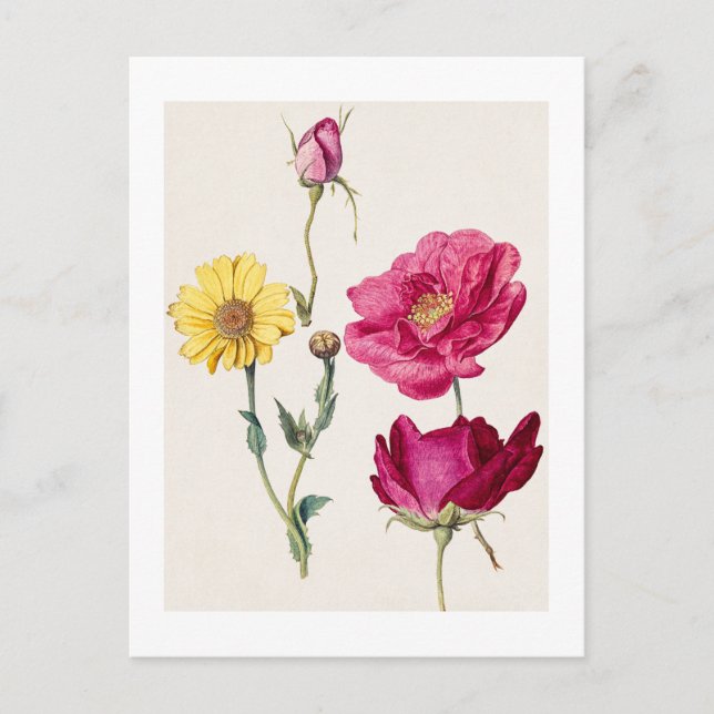 Ein Blatt mit Studien zu französischen Rosen und e Postkarte (Vorderseite)
