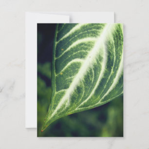 Ein Blatt Postkarte