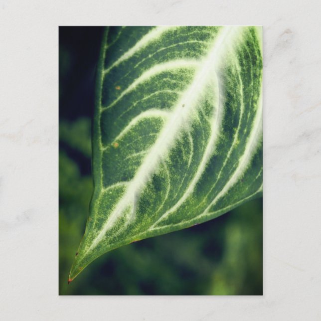 Ein Blatt Postkarte (Vorderseite)