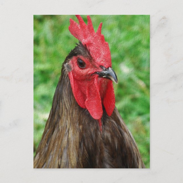 Ein blauer Hahn Postkarte (Vorderseite)