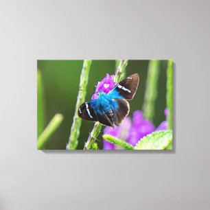 Ein blauer Schmetterling auf einer violetten Blume Leinwanddruck