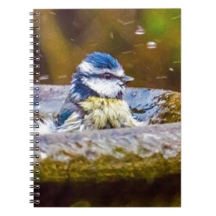 Ein blauer Tit im Birdbath Notizblock