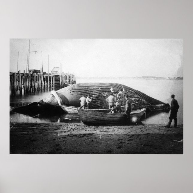 Ein Blauwal in Alaska-Fotografie schneiden Poster (Vorne)