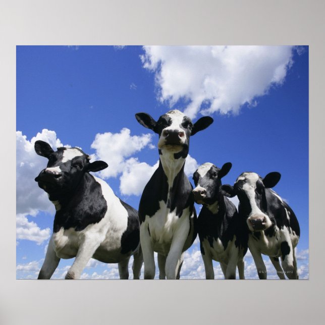 Ein Blick auf vier junge Kälber Poster (Vorne)