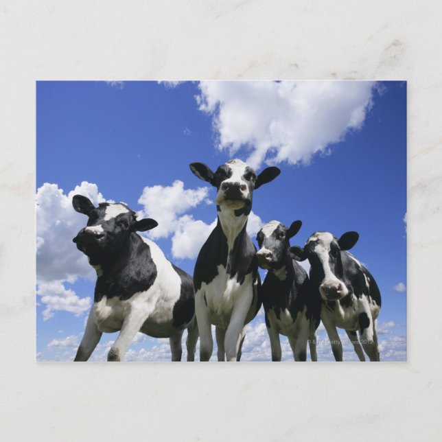 Ein Blick auf vier junge Kälber Postkarte (Vorderseite)