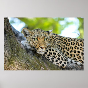 Ein Blick aus Leopard - Druck schließen Poster