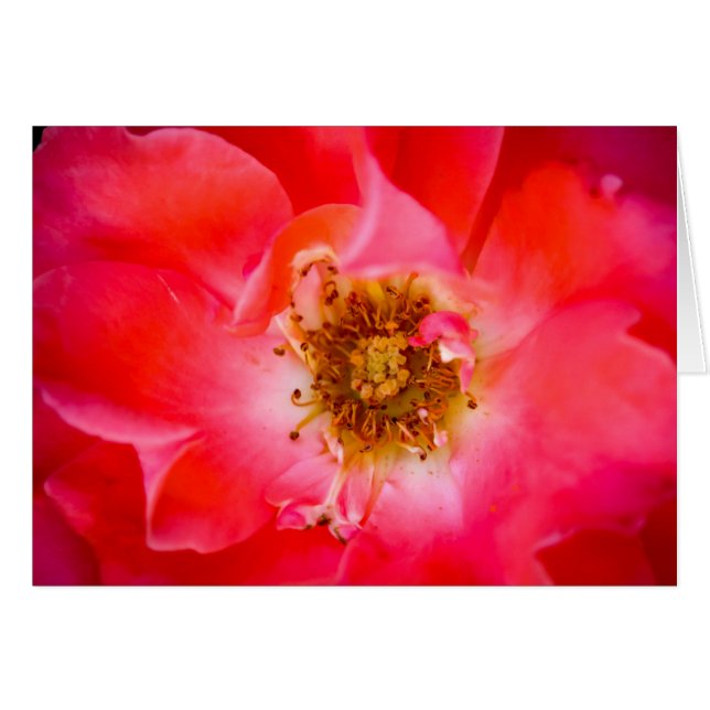 Ein Blick innen (Vorderseite (Horizontal))