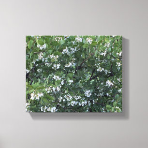 Ein blühendes Kalifornien: Manzanita Dr. Hurd Leinwanddruck