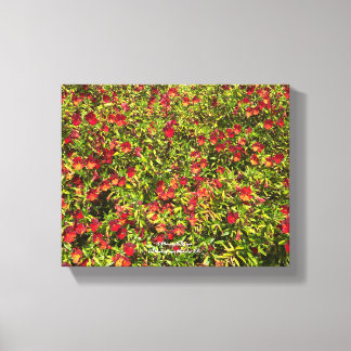 Ein blühendes Kalifornien: Mimulus 'rot' Leinwanddruck