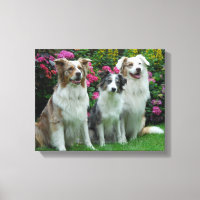ein Border Collie, blue-merle, und zwei  Australia