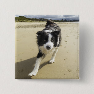 Ein Border-Collie-Hund, der auf den Strand läuft Button