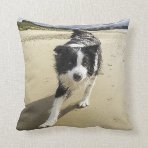 Ein Border-Collie-Hund, der auf den Strand läuft Kissen