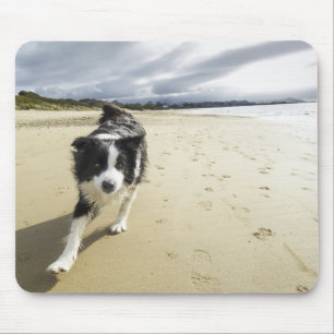 Ein Border-Collie-Hund, der auf den Strand läuft Mousepad