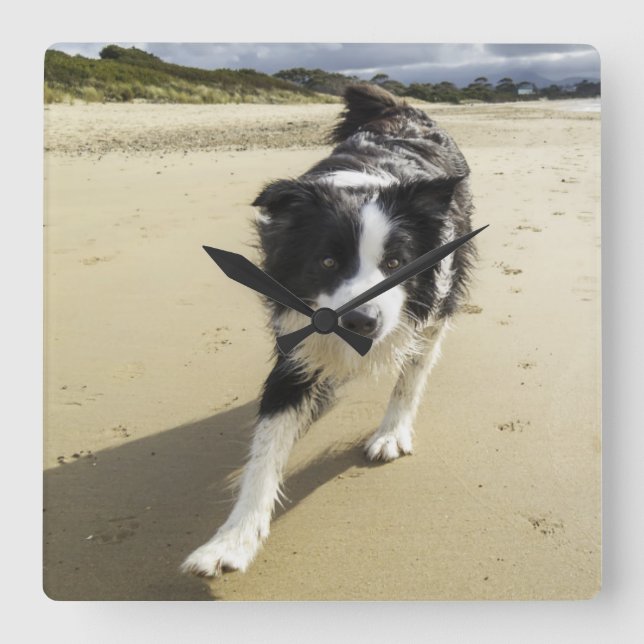 Ein Border-Collie-Hund, der auf den Strand läuft Quadratische Wanduhr (Vorderseite)
