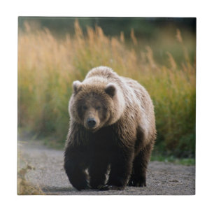 Ein Braunbär, der auf eine Spur geht Fliese