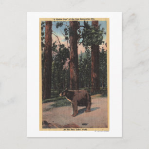 Ein brauner Bär im Wald Postkarte