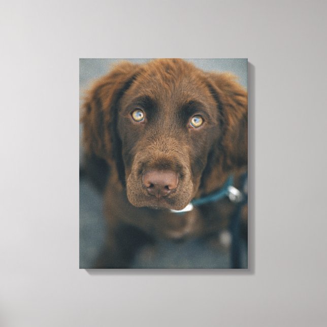 Ein brauner Hund. Leinwanddruck (Vorderseite)