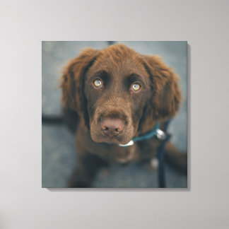 Ein brauner Hund. Leinwanddruck